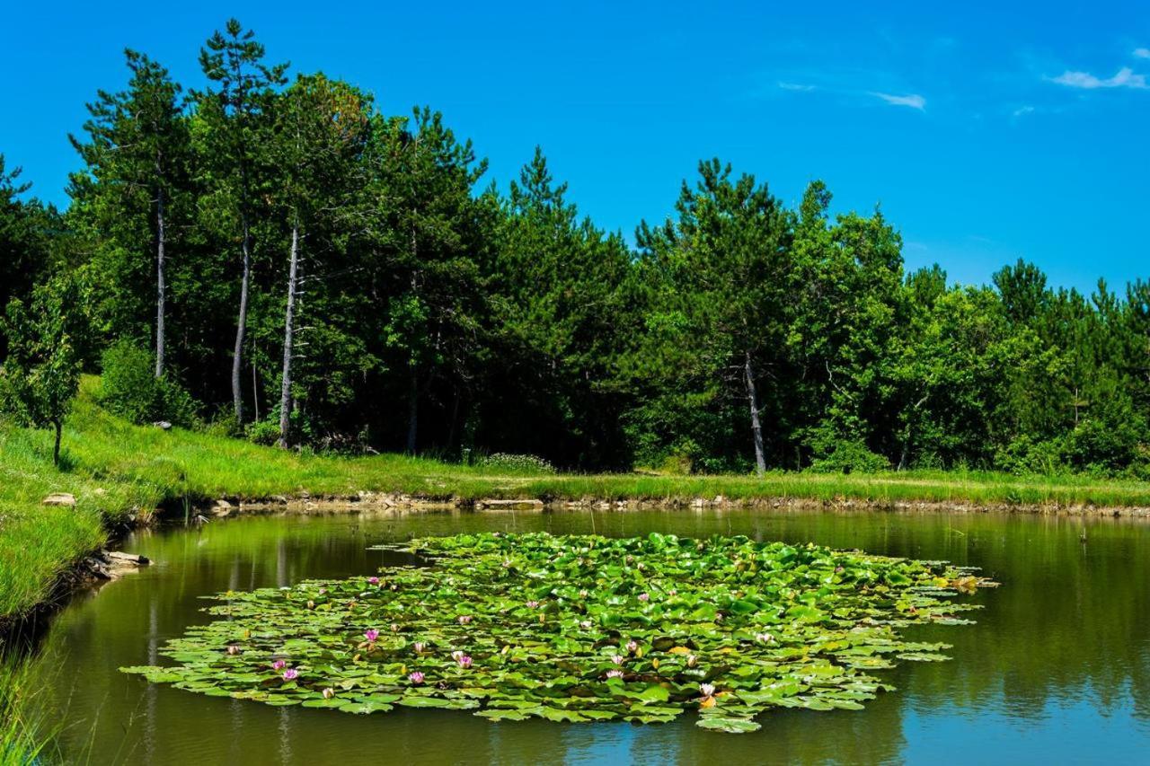 Pineta Vila Gračišče Exterior foto